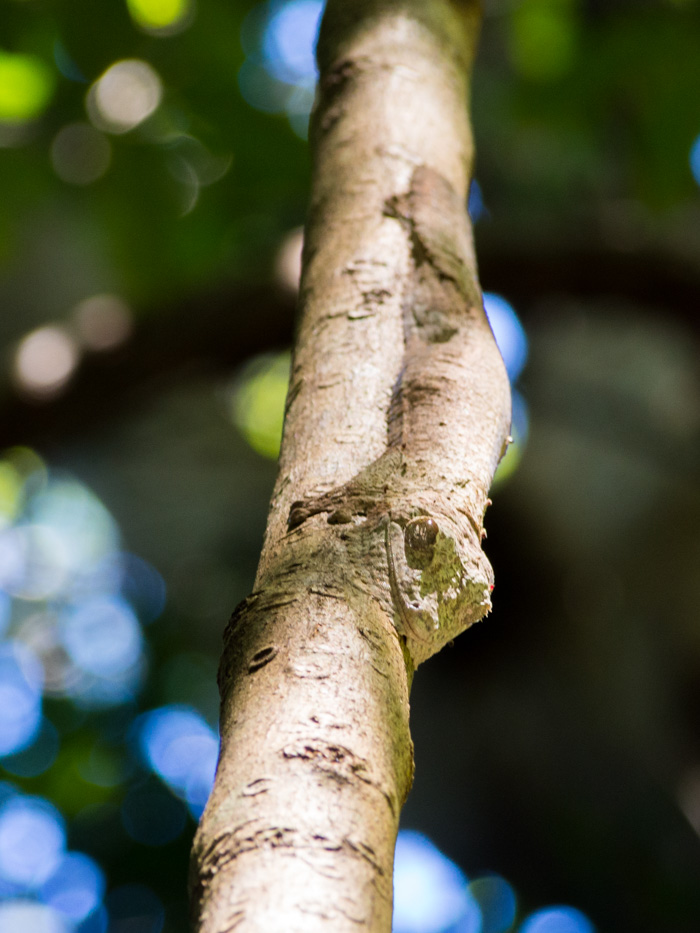 A leaf-tailed gekko, super stealth