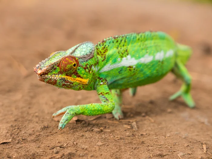 A Chameleon carefully crosses a back road in Nosy Be