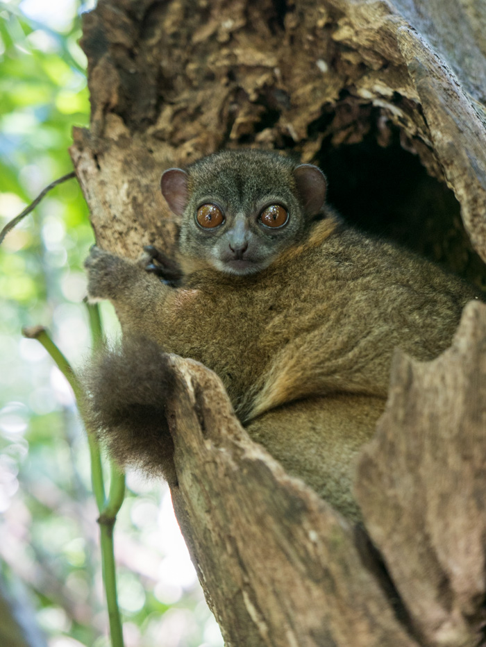 Super cute nocturnal little Lemur who happened to be awake