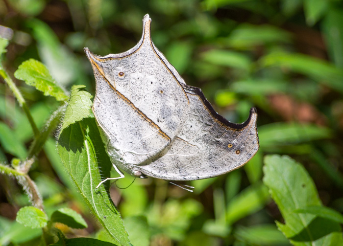 Super stealth butterfly