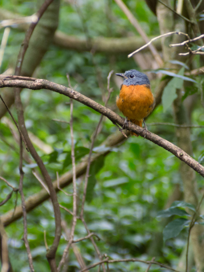 This guy is only found in the Montagne d'Ambre forest and no where else on earth