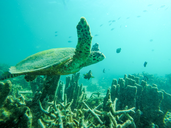 Swimming with a sea turtle, one of Soph's dreams