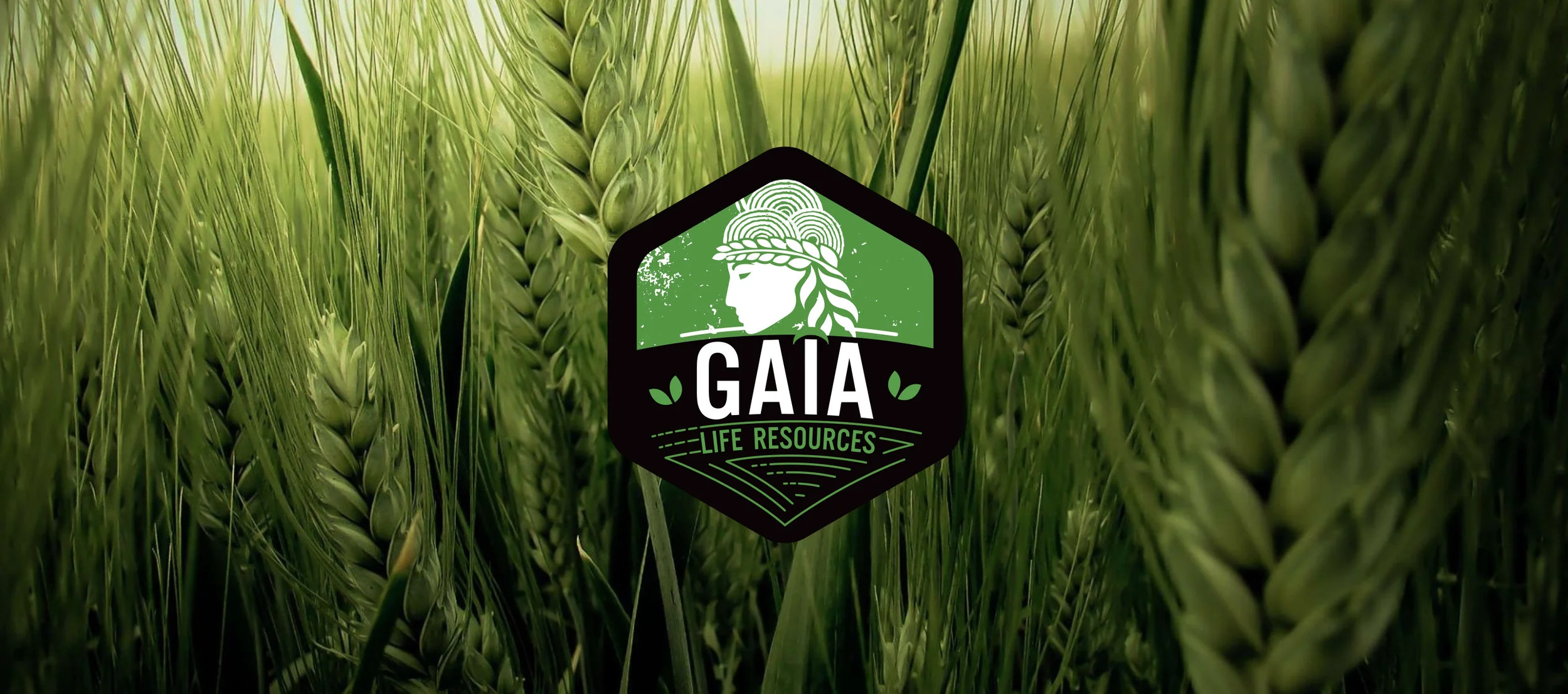 withGAIA.jpg