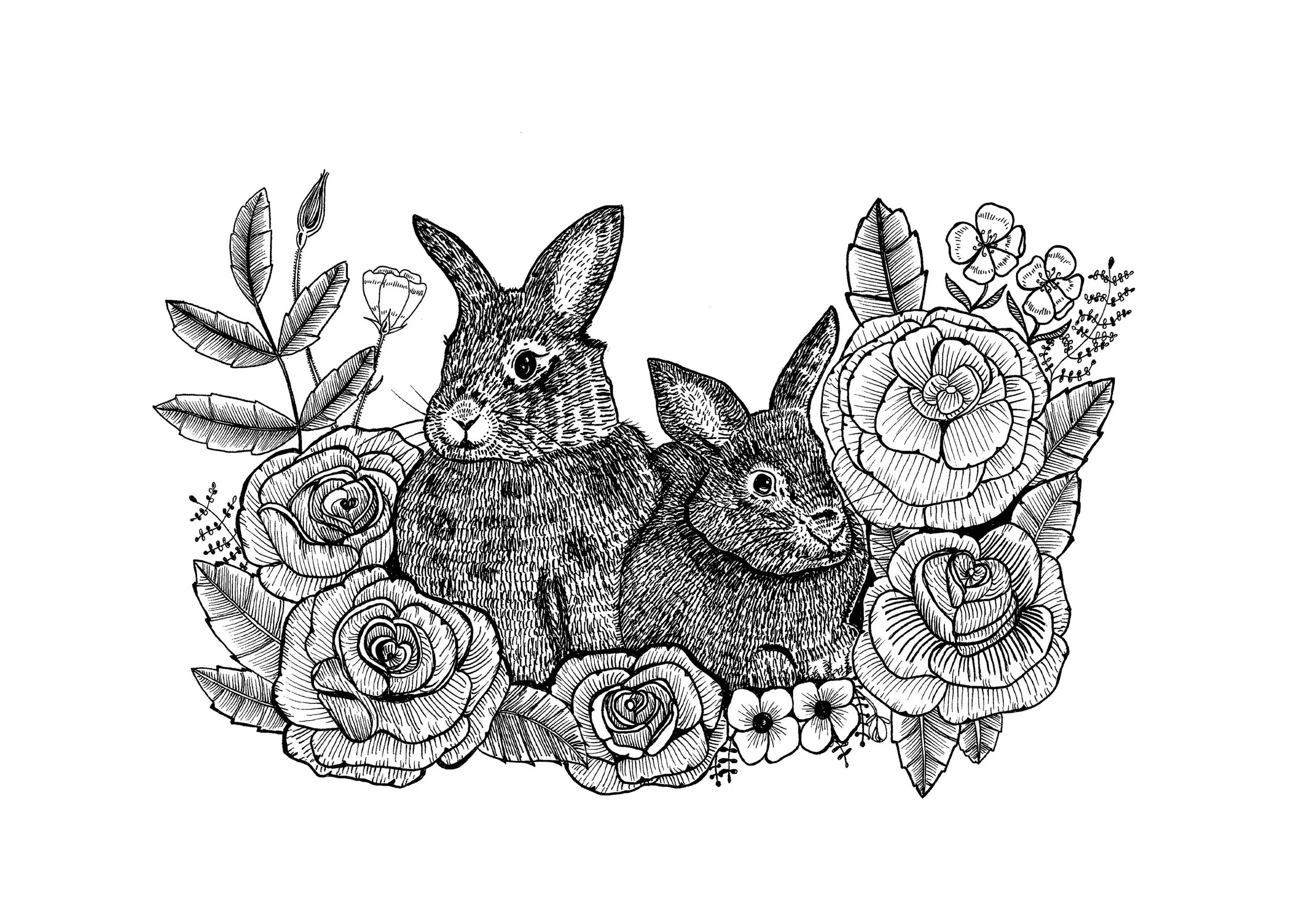 Two bunnies.jpg