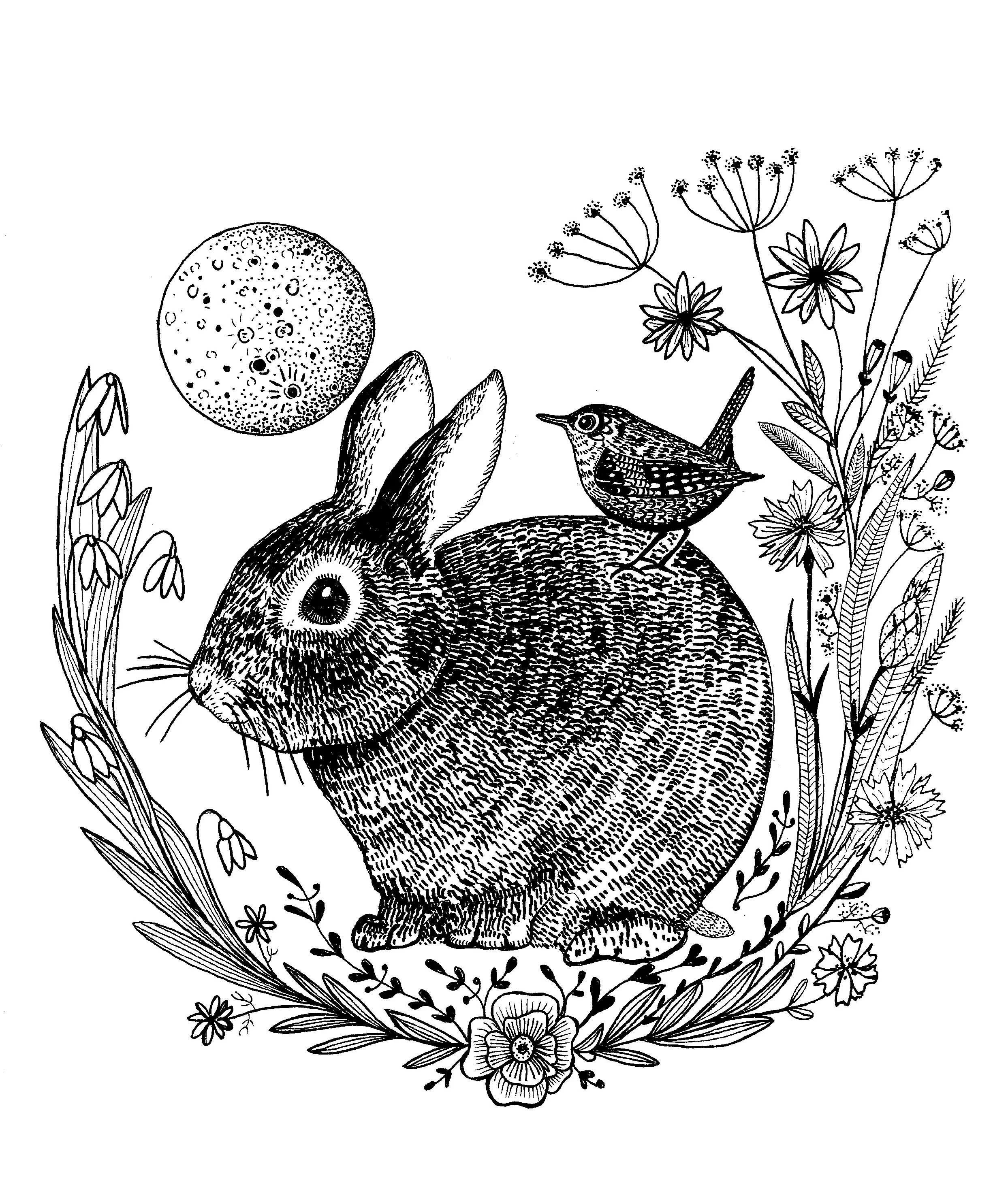 wren and rabbit illustartion.jpg