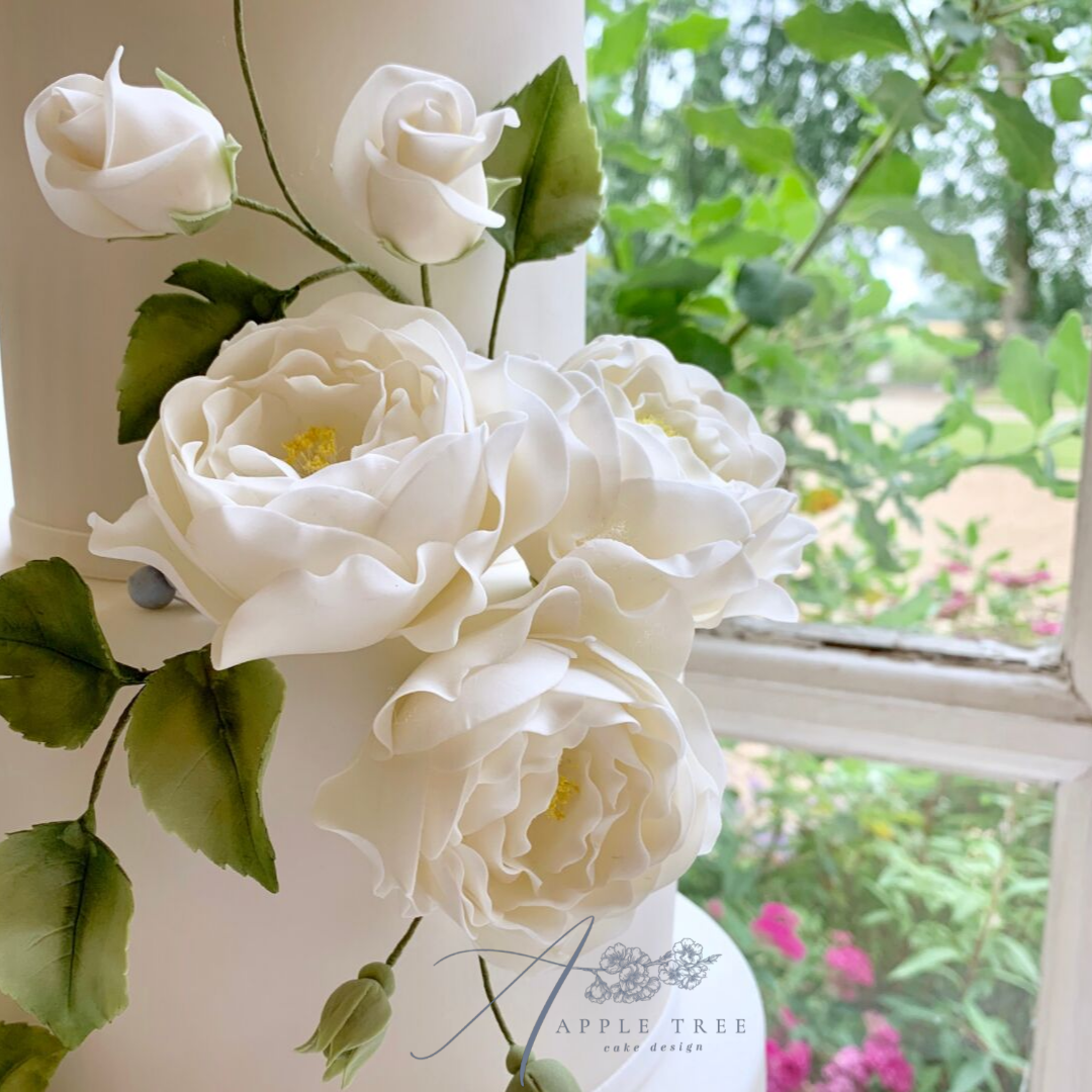 David Austin Garden Rose