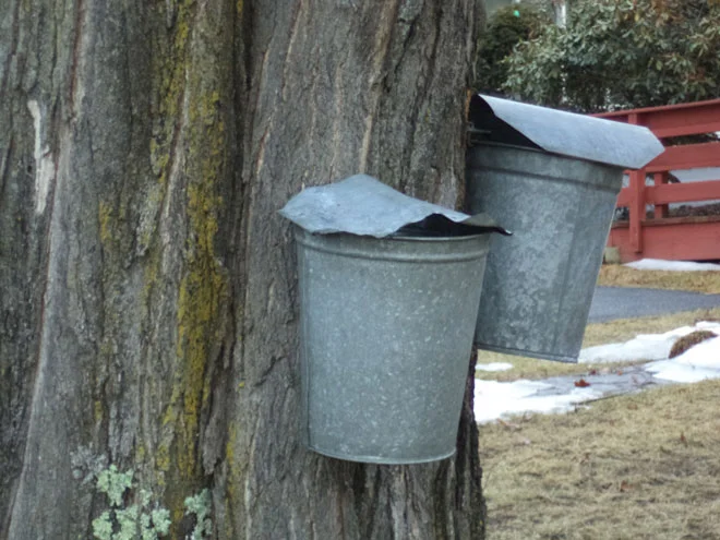 sap-buckets-web.jpg
