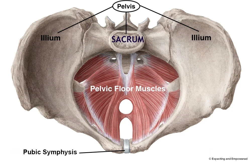 Pelvic Floor.jpg