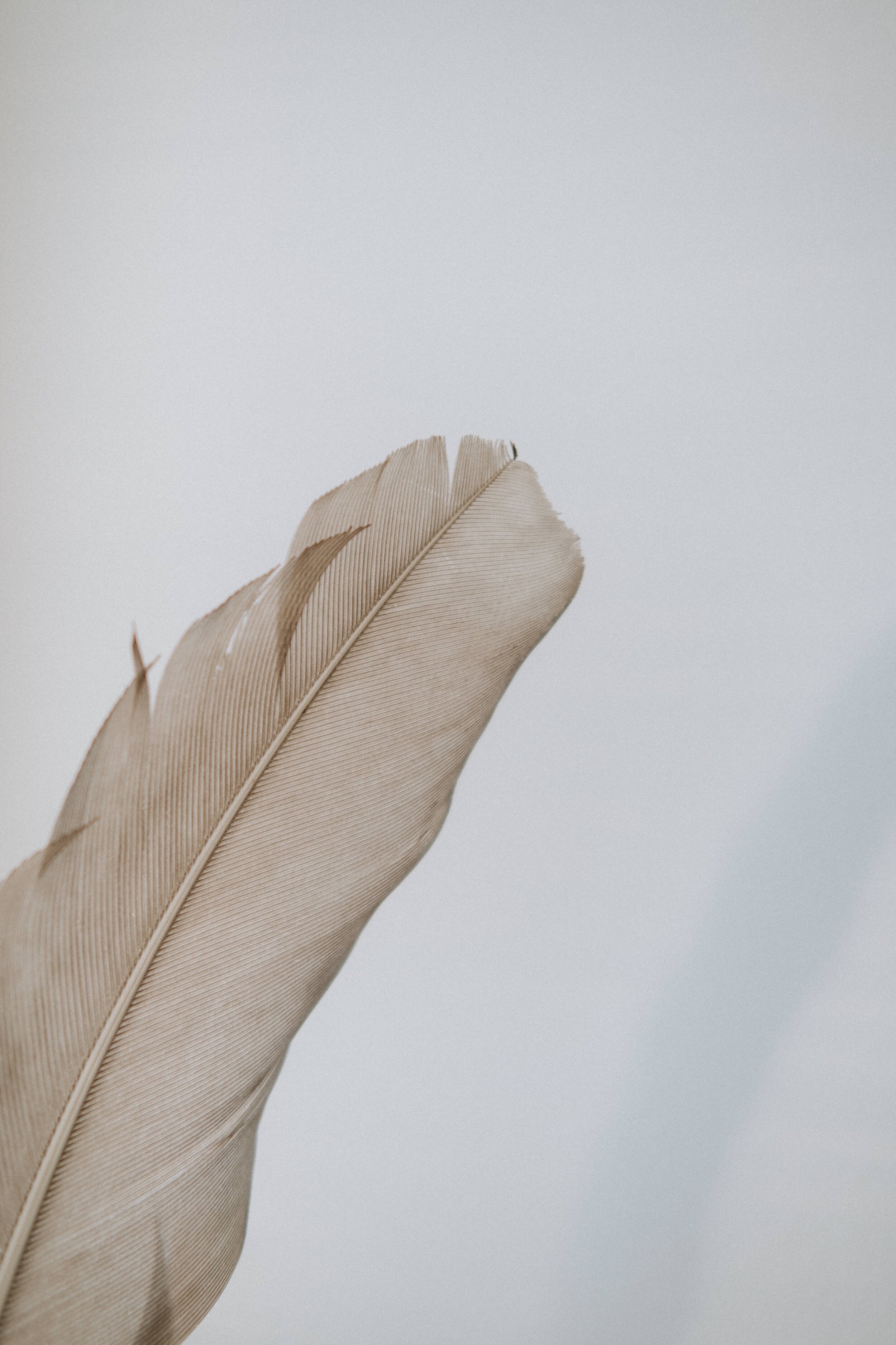 pexels-anete-lusina-6331030.jpg