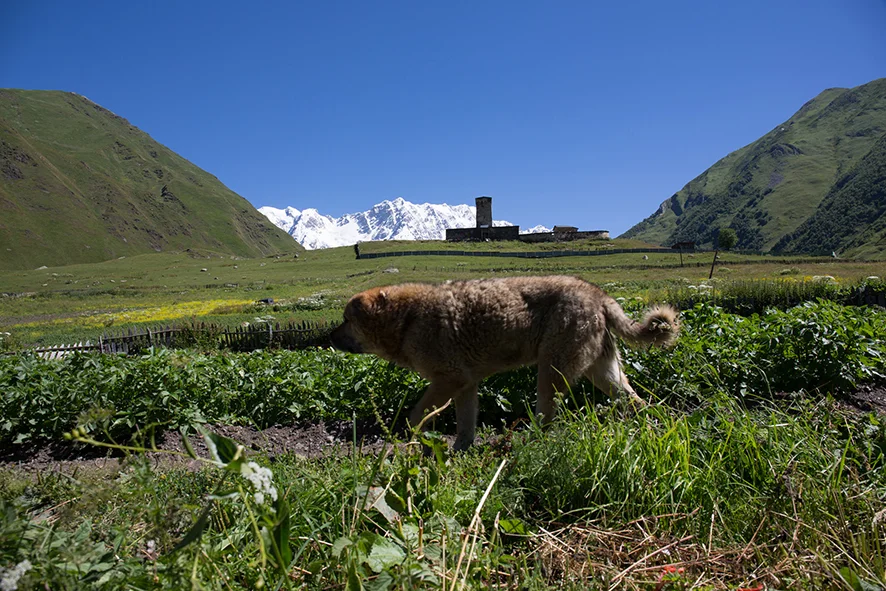 Georgia skara dog.jpg