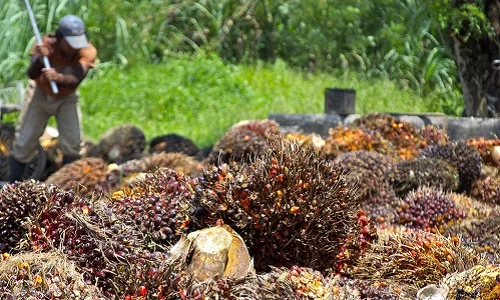 fruit-harvest-crop.jpg