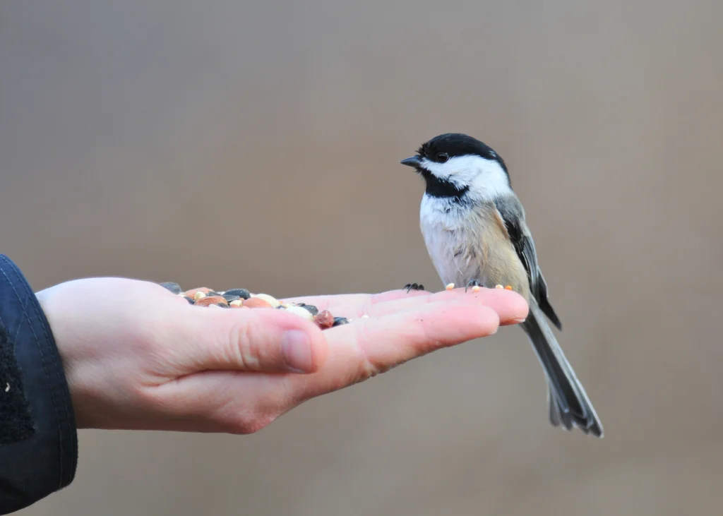 2013-04-16_jeff-moser-and-jeanette-dillon_black-capped-chickadee-on-hand.jpg