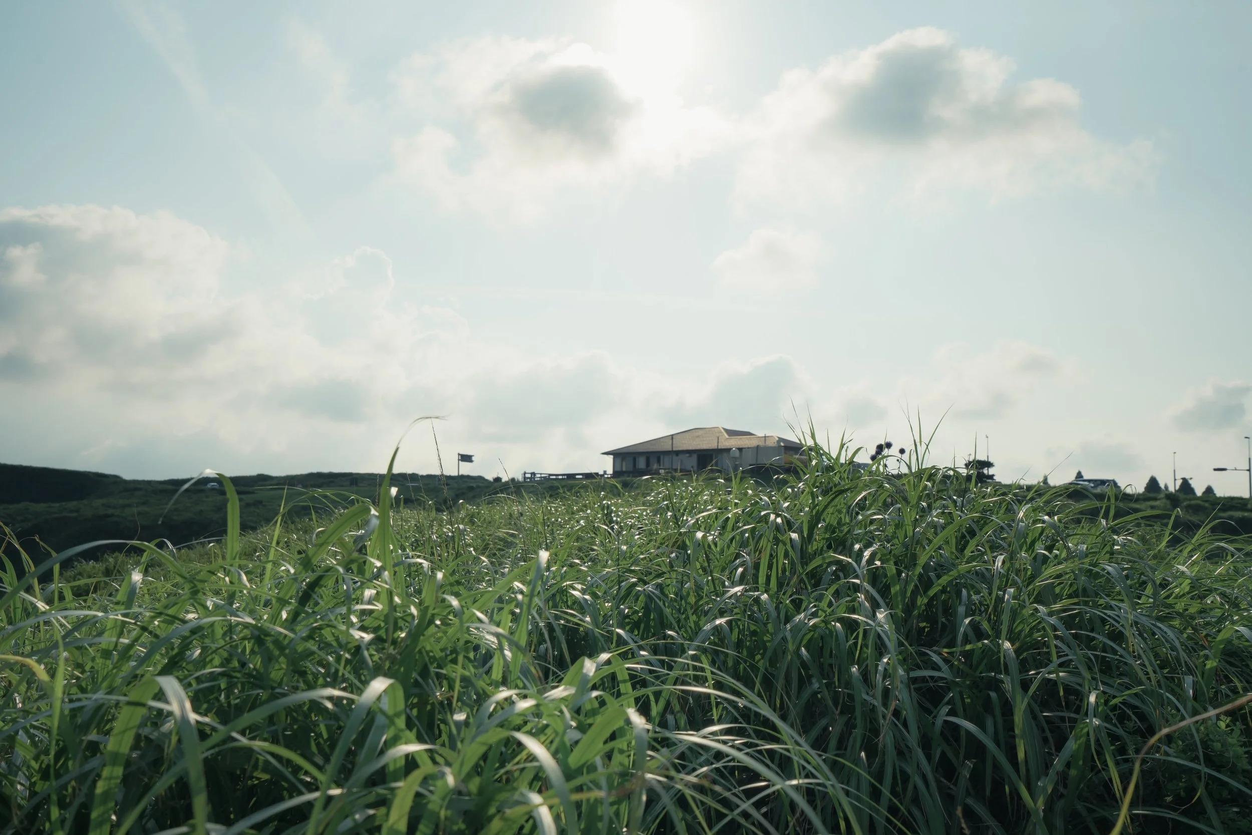 view-of-a-house-through-grass_4460x4460.jpg