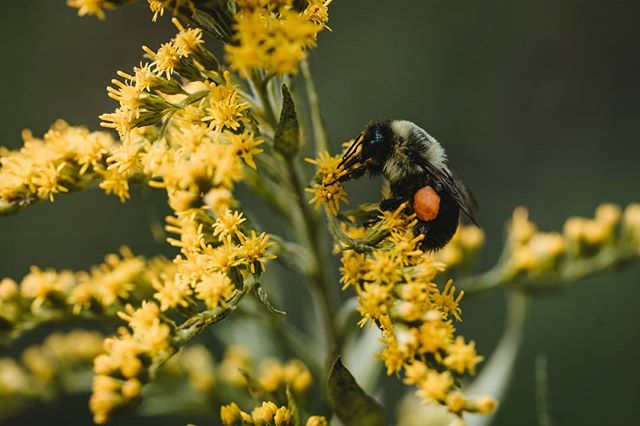 Do we need to be worrying about our local pollinators? What are some of the factors contributing to pollinator health declines? How can we as community members help pollinators? &bull;
&bull;
Tomorrow we'll be co-hosting a Pollinator Panel with @wate