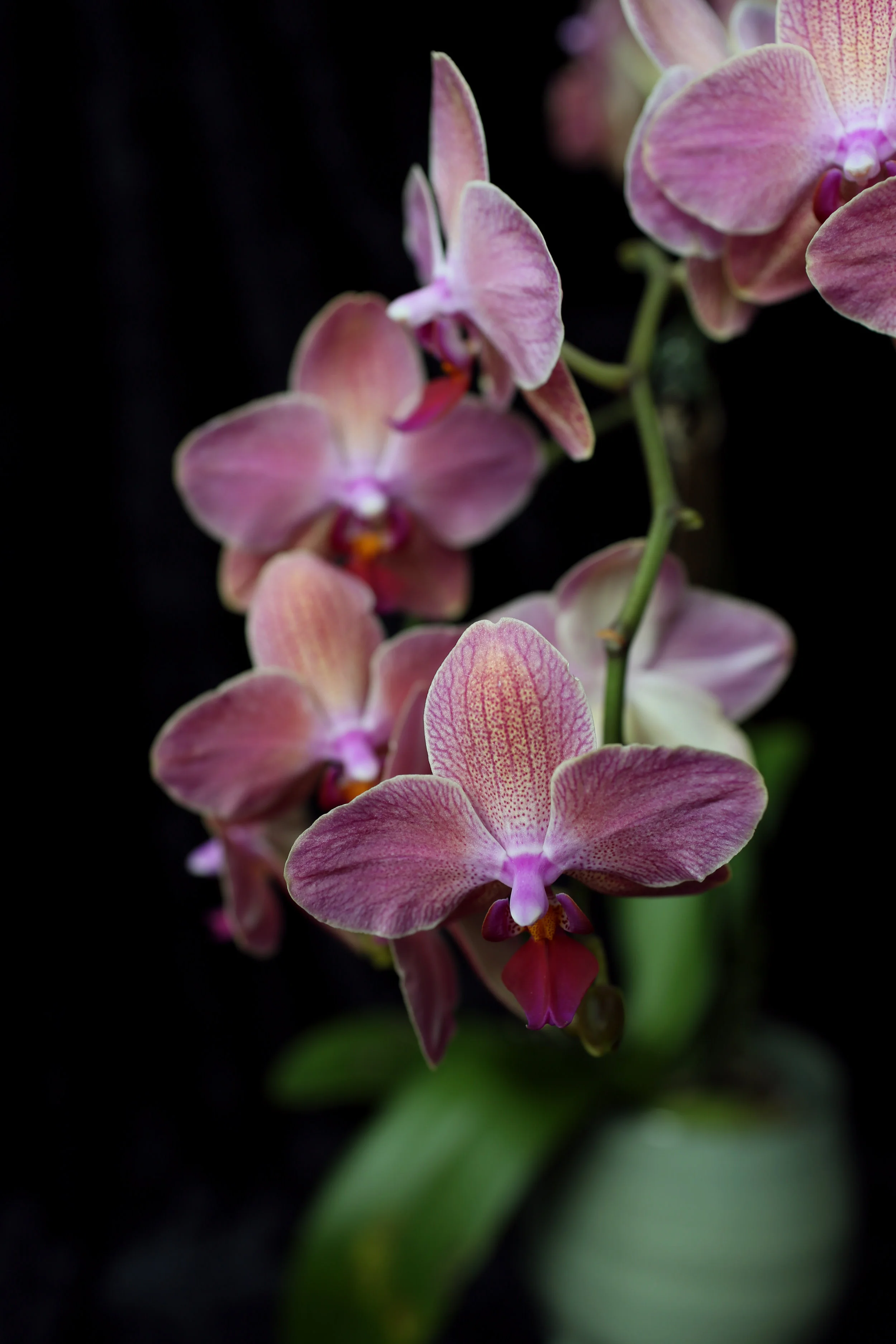 Creative Direction + Photography for Grounded Plant + Floral Co.