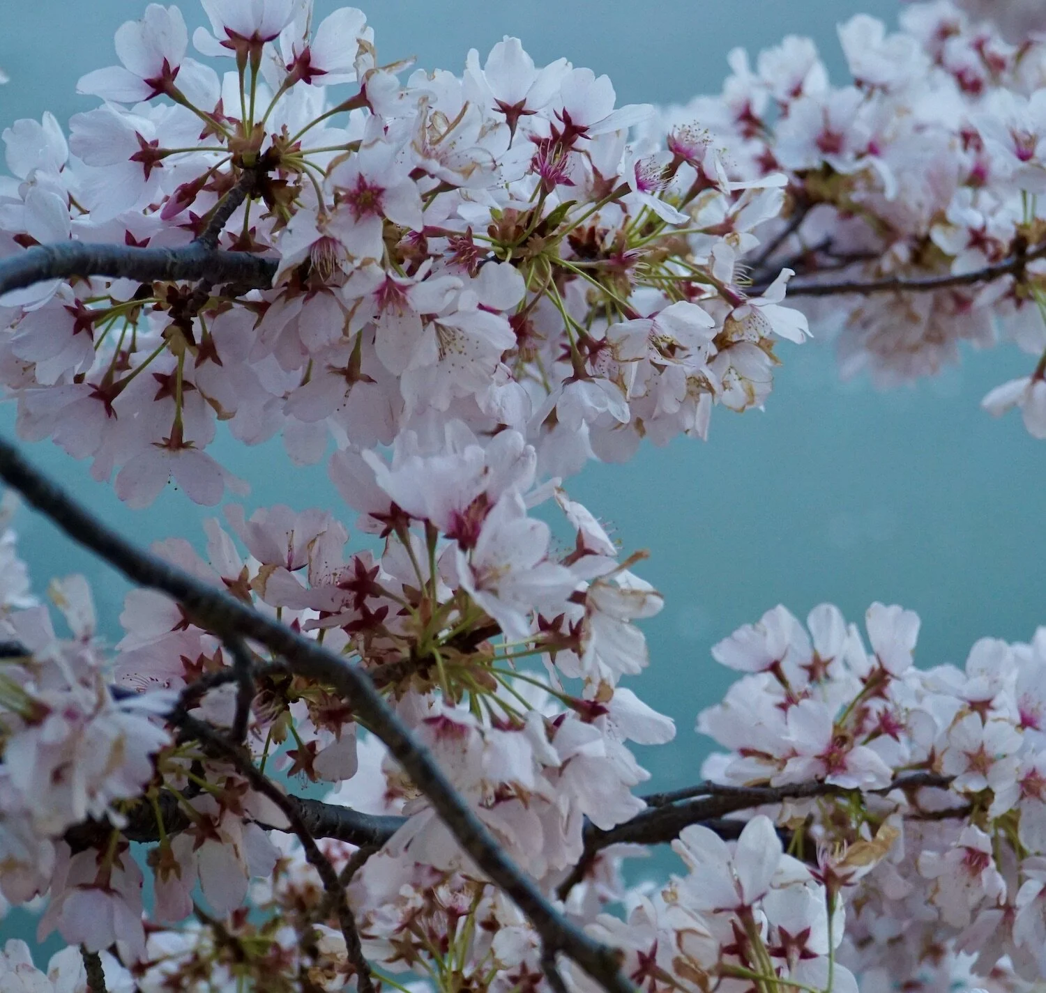 Cherry Blossoms