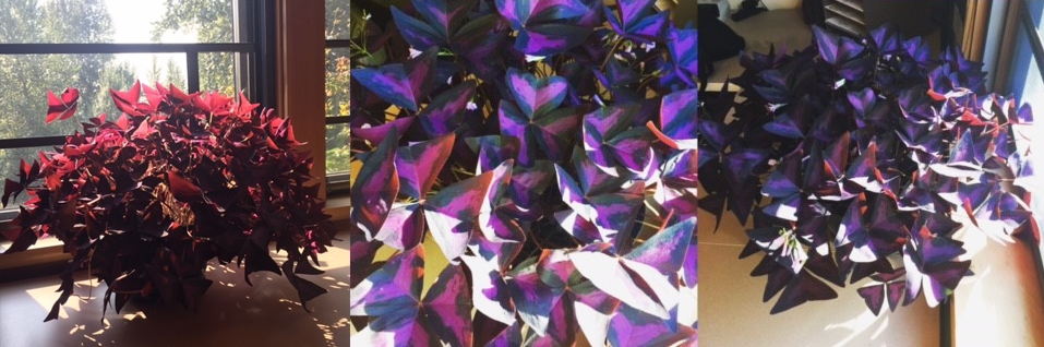 OxalisTriangularis.jpg