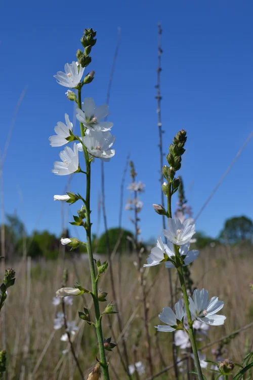 Pollinator Friendly Plants Of The Pacific Northwest Clean Water Grow Plant Food