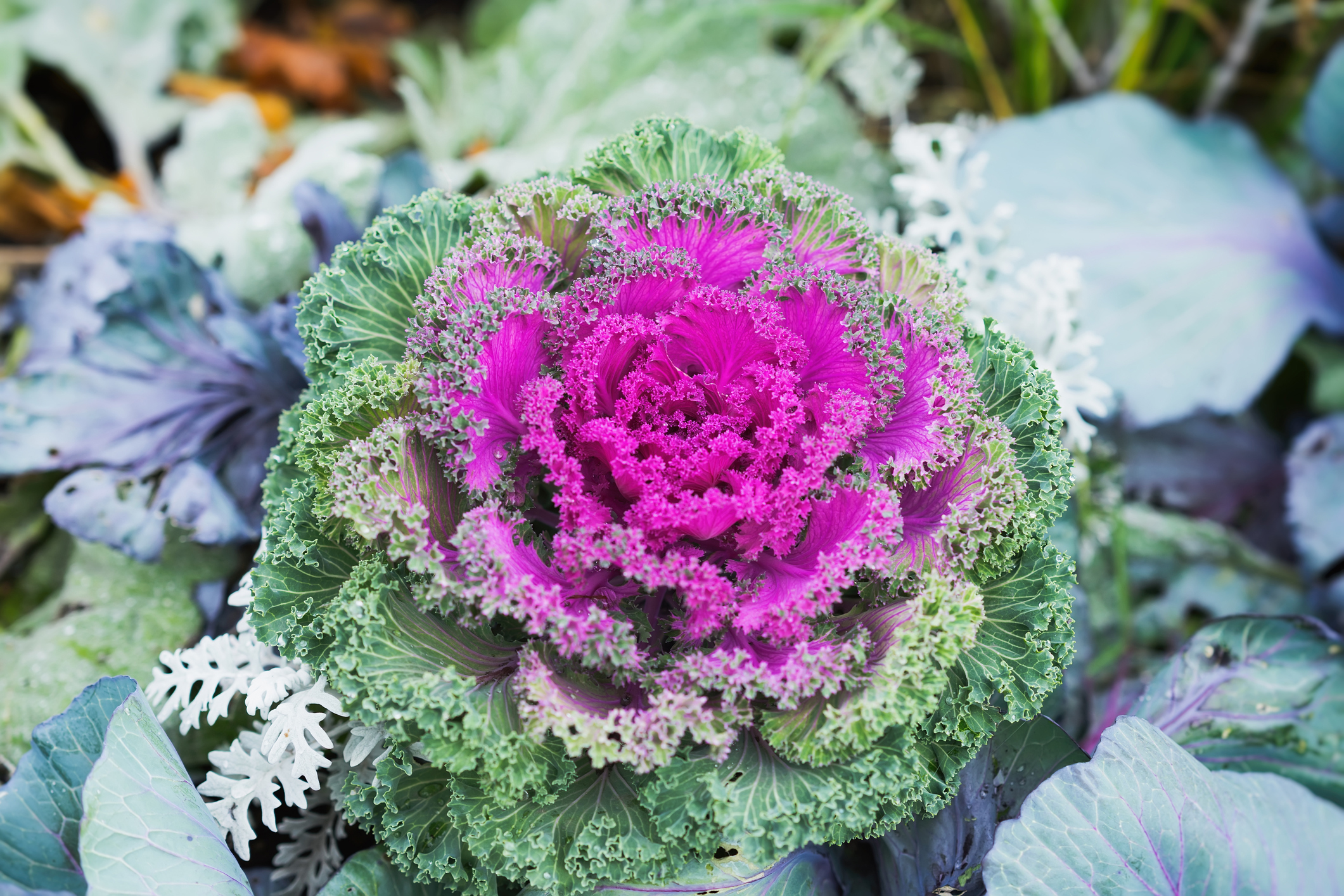 Winter Flowering Plants, Winter Landscaping