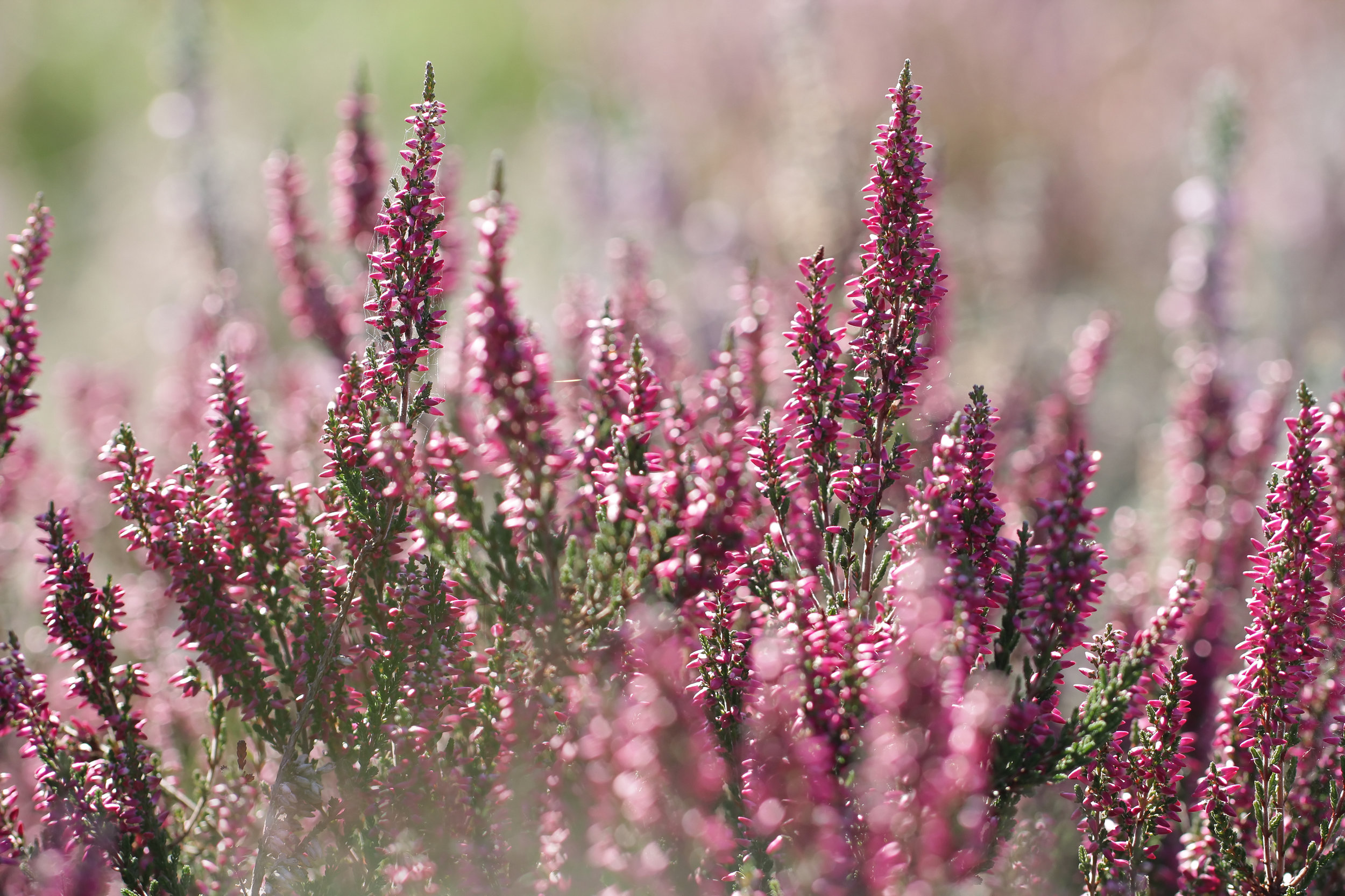 Winter-flowering plants to brighten up your garden