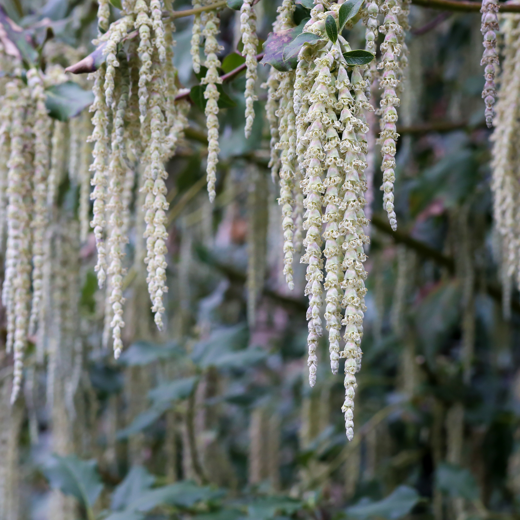 Silk Tassel Bush.jpg