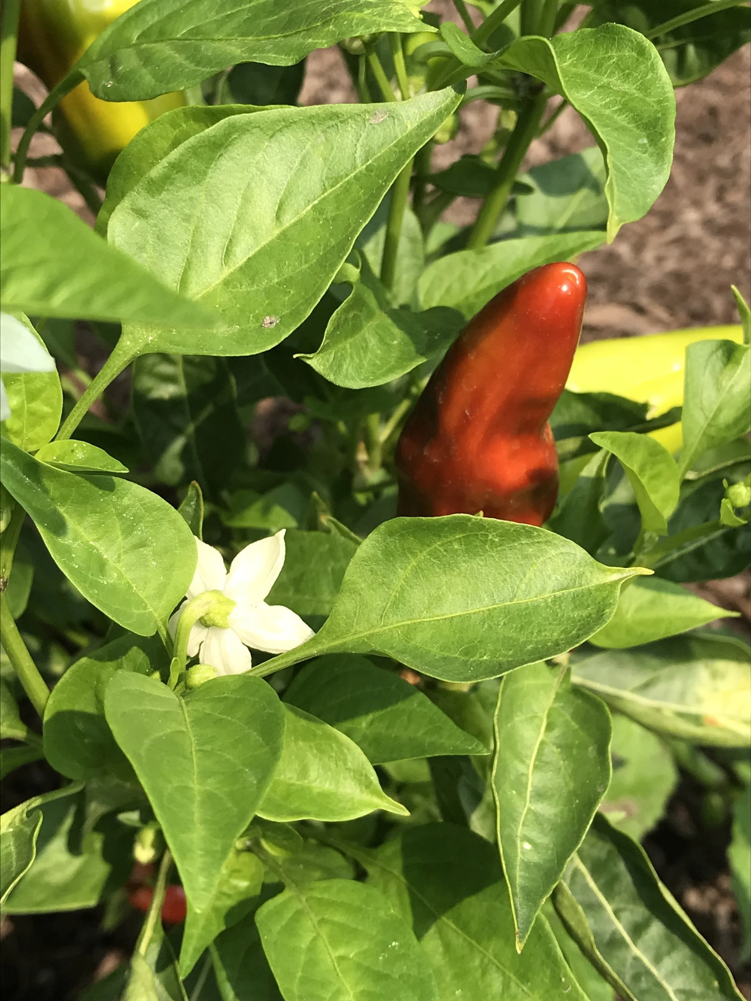 Eli's Pepper.jpeg
