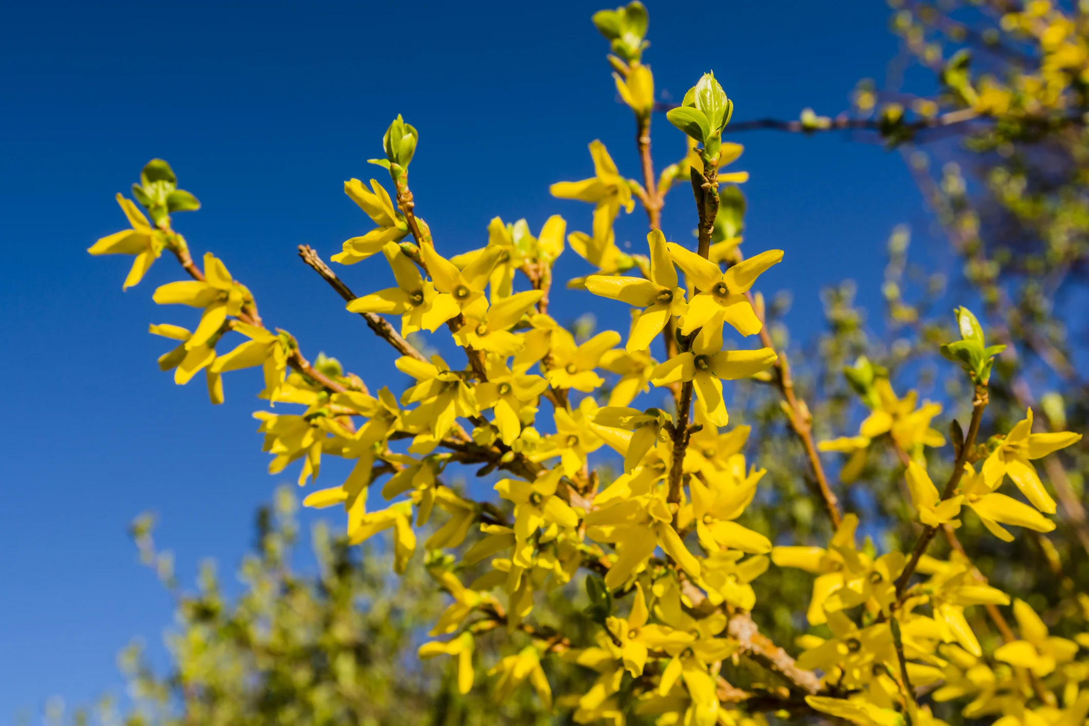 Forsythia.jpg