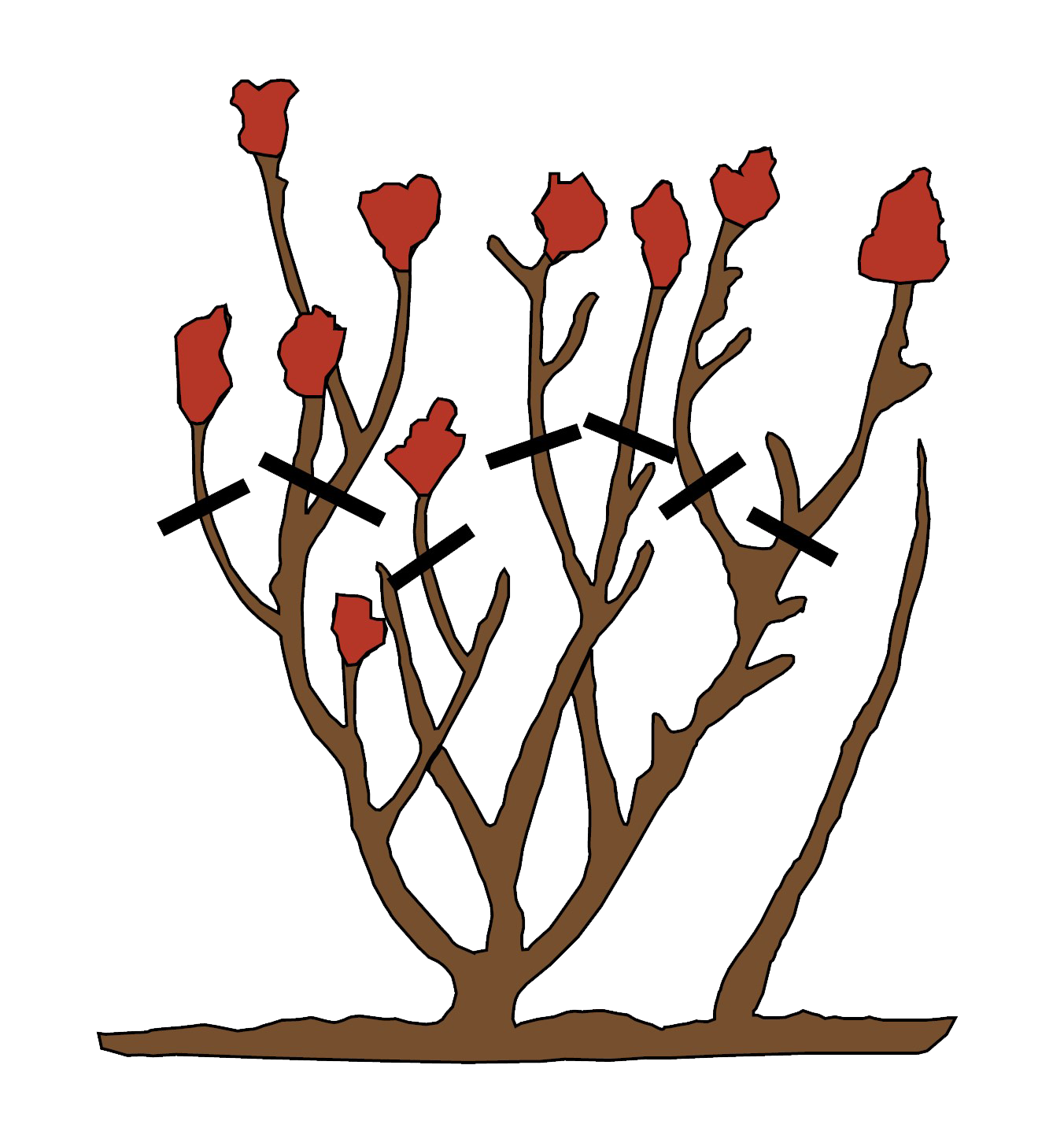 How to Prune Roses - Fall Pruning .png
