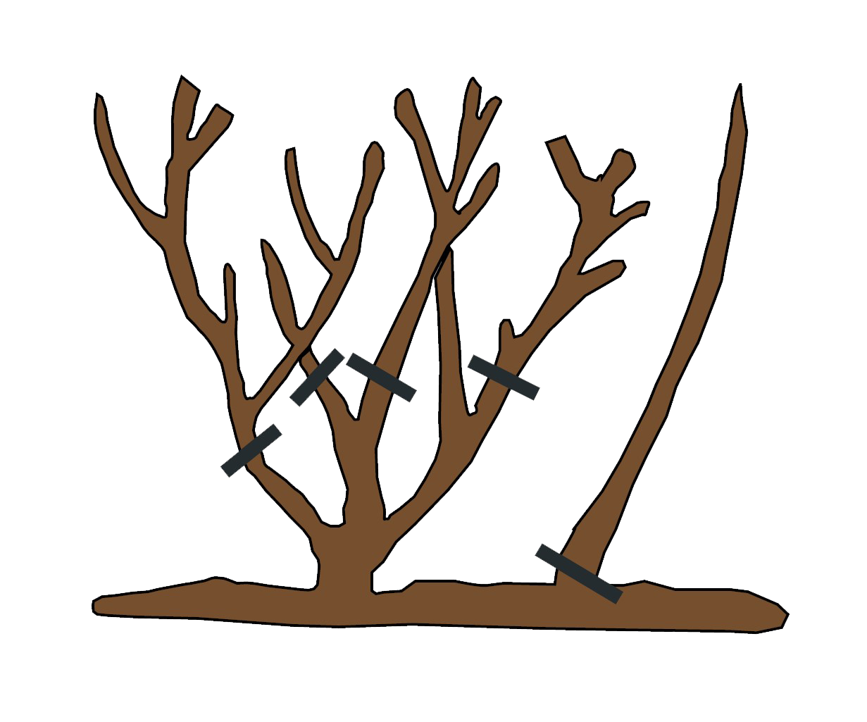 How to Prune Rsoes - Spring Pruning .png