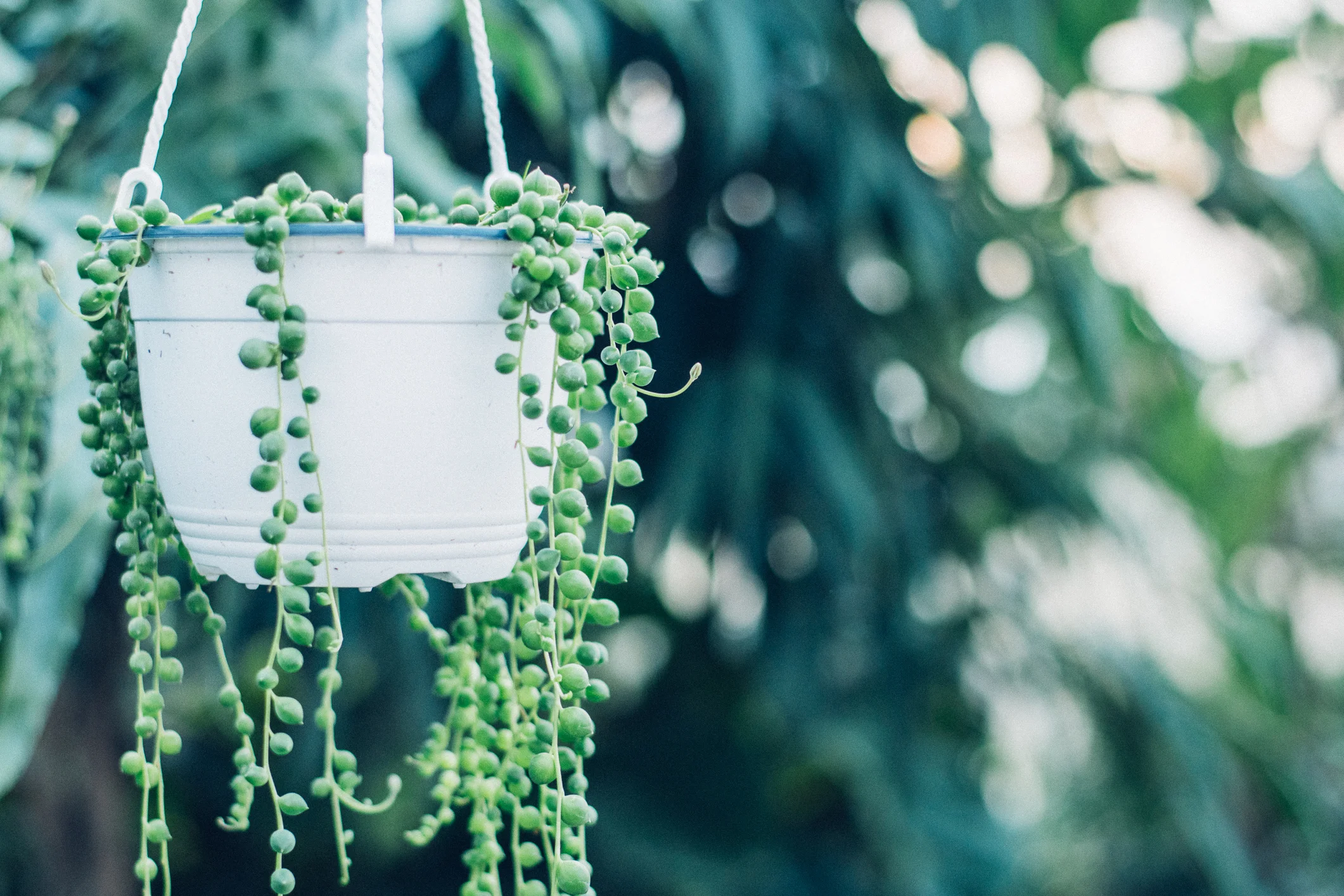Kitchen - String of Pearls .jpg
