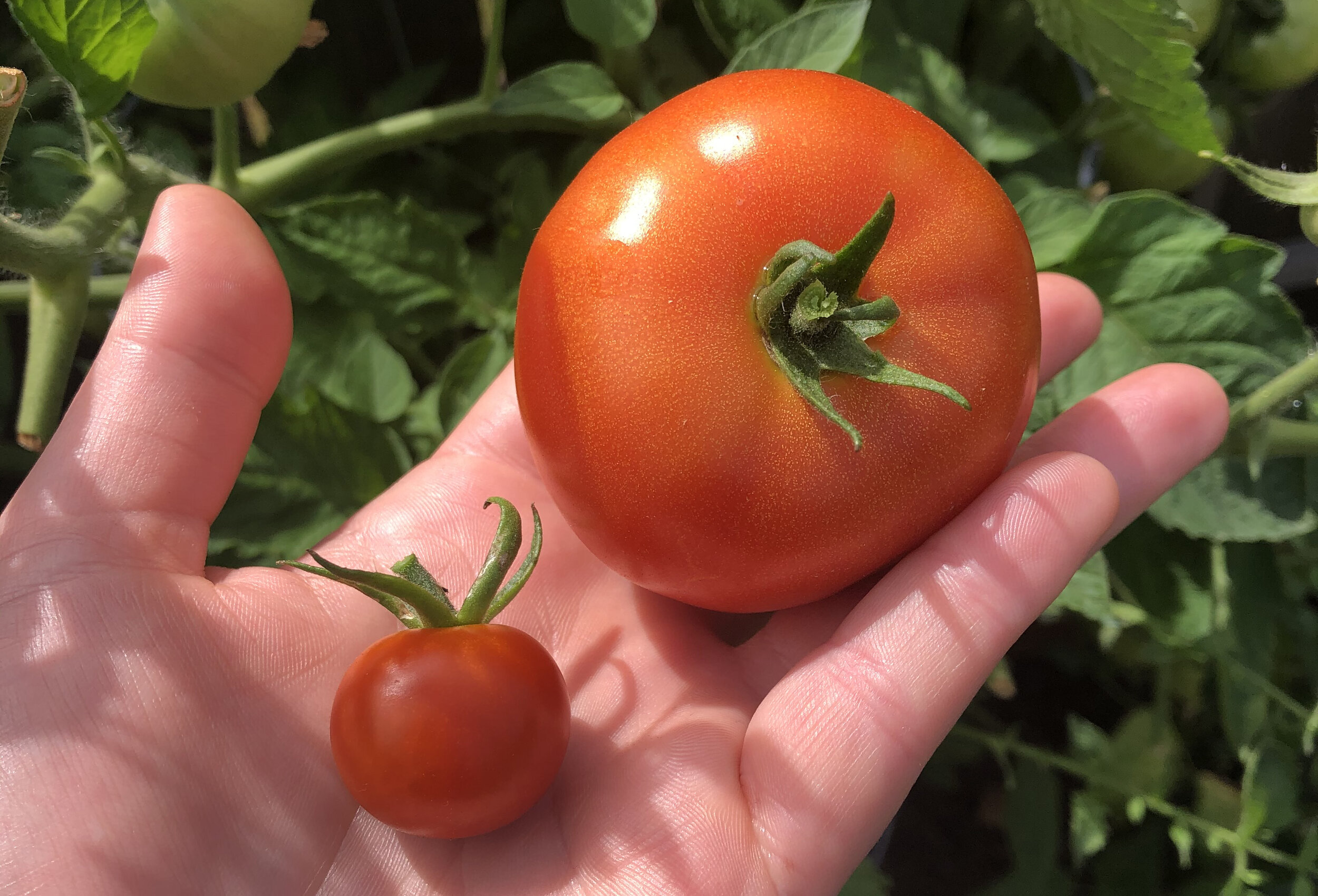 The Possibility of Mixing Up Your Saved Seeds & Cross-Pollination in Tomatoes