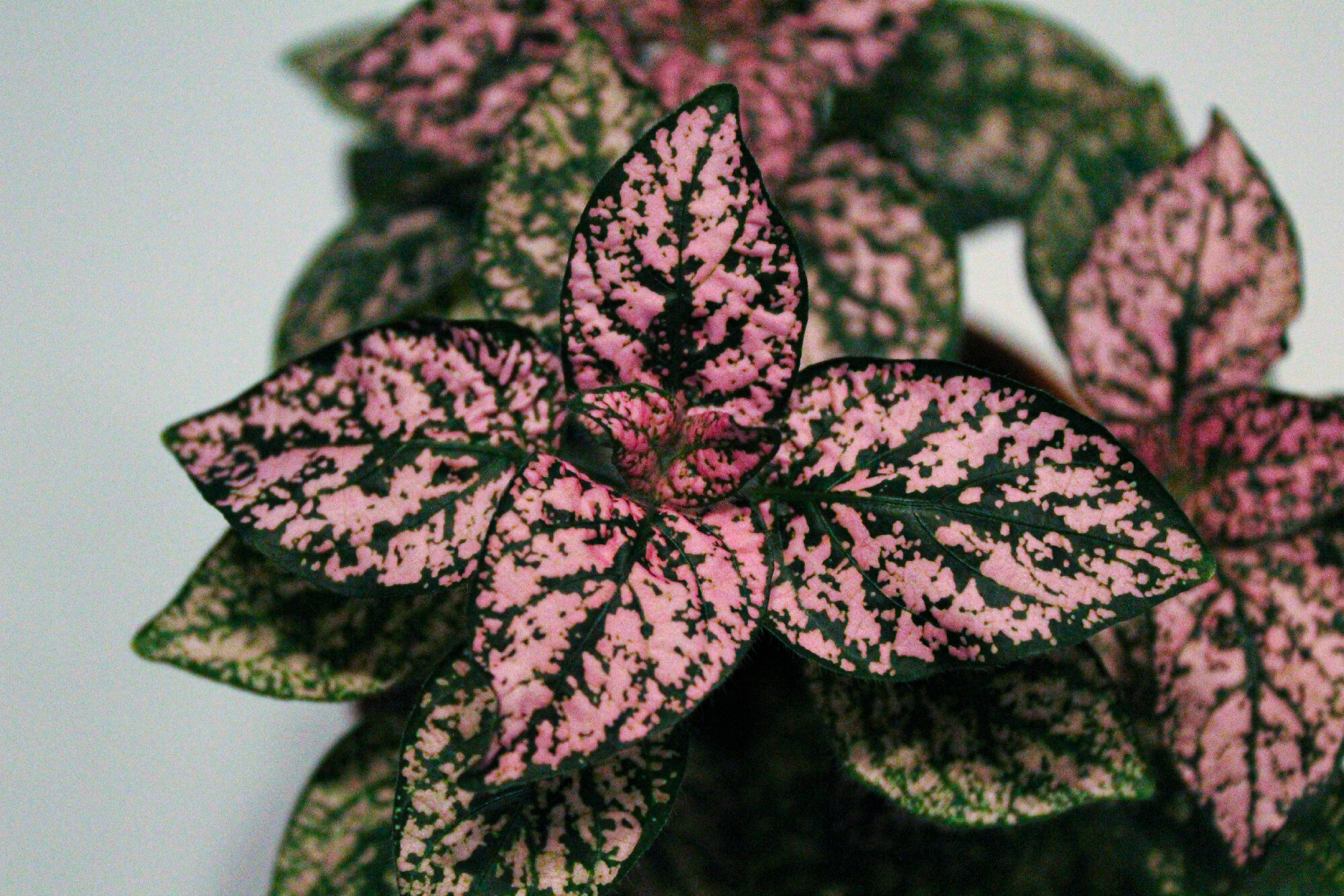 11 Colorful Houseplants that will Brighten up your Living Space and ...