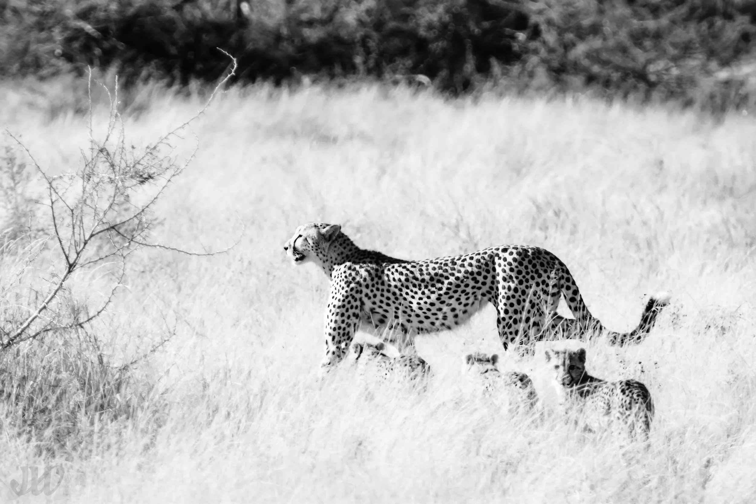 Cheetah with cubs bnw copy_logo.jpg