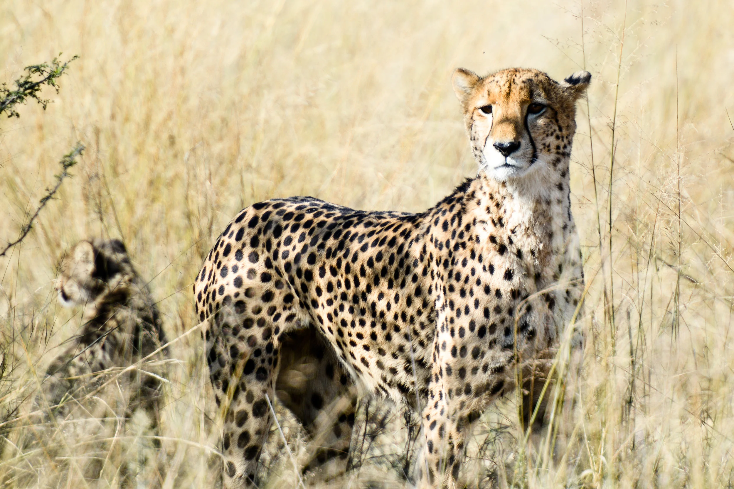 _DSC4019_edited jordan.jpg