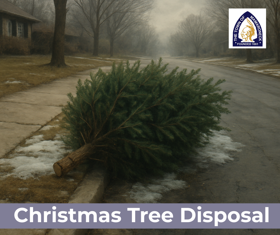 Christmas Tree Disposal (940 x 788 px) (1).png