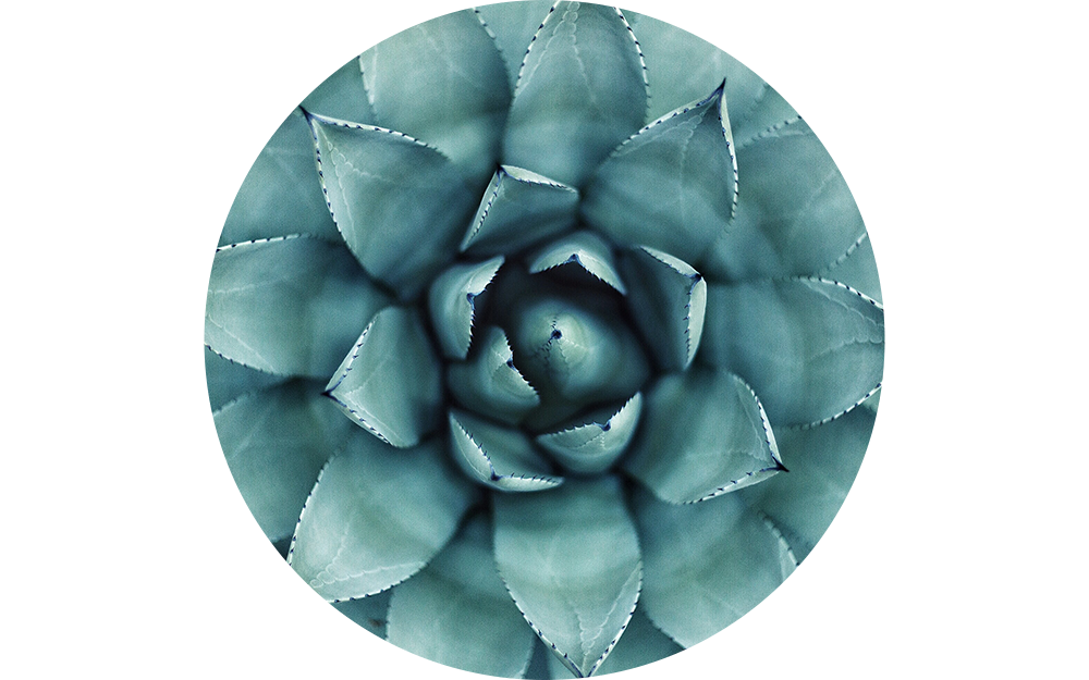 circular images1.png