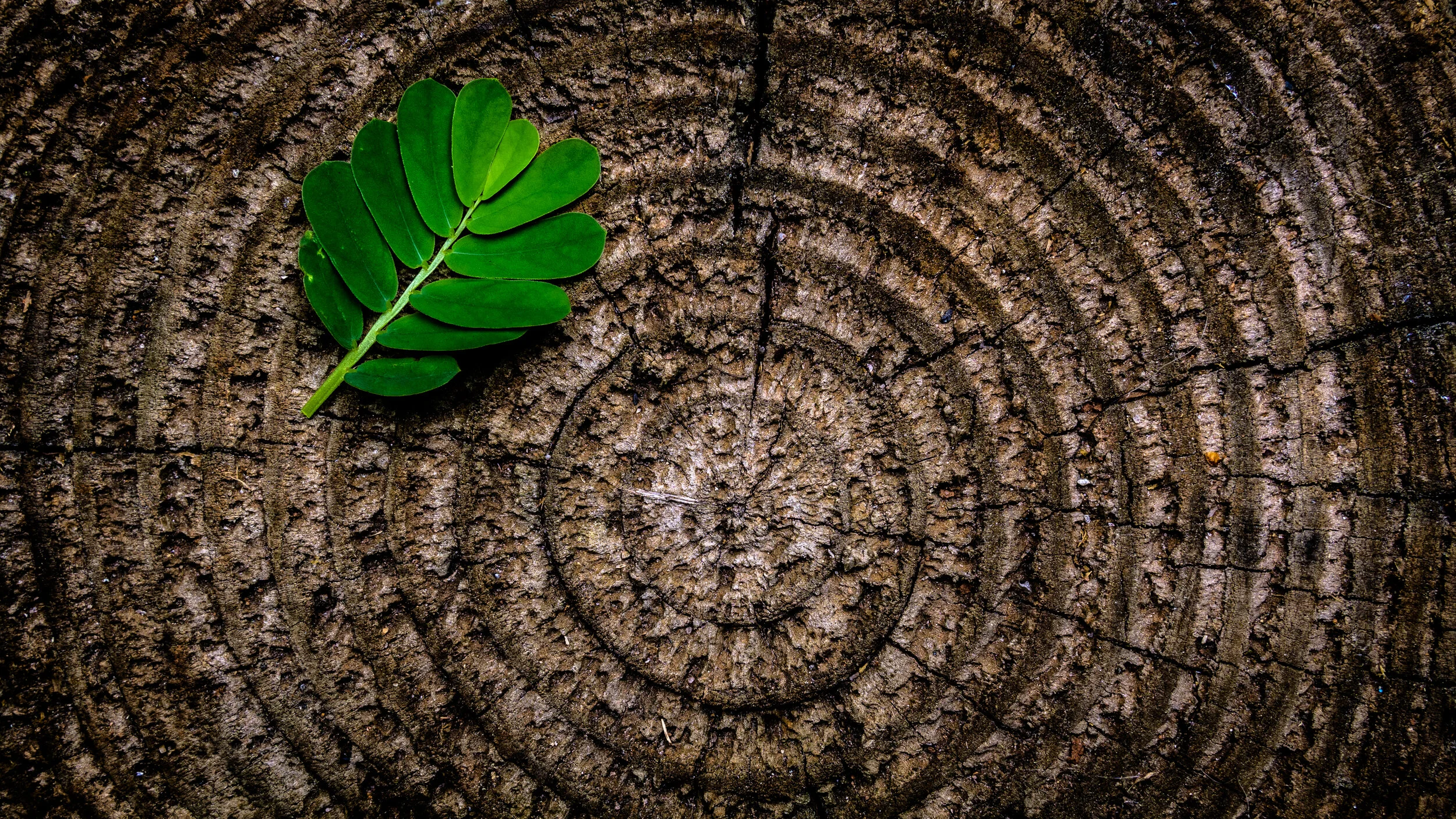 Dr. Kathy Allard’s fees, payment, and insurance information for psychotherapy, counseling, and EMDR sessions. Sessions are offered in Burlingame and Sonoma, serving patients in the SF Bay Area.