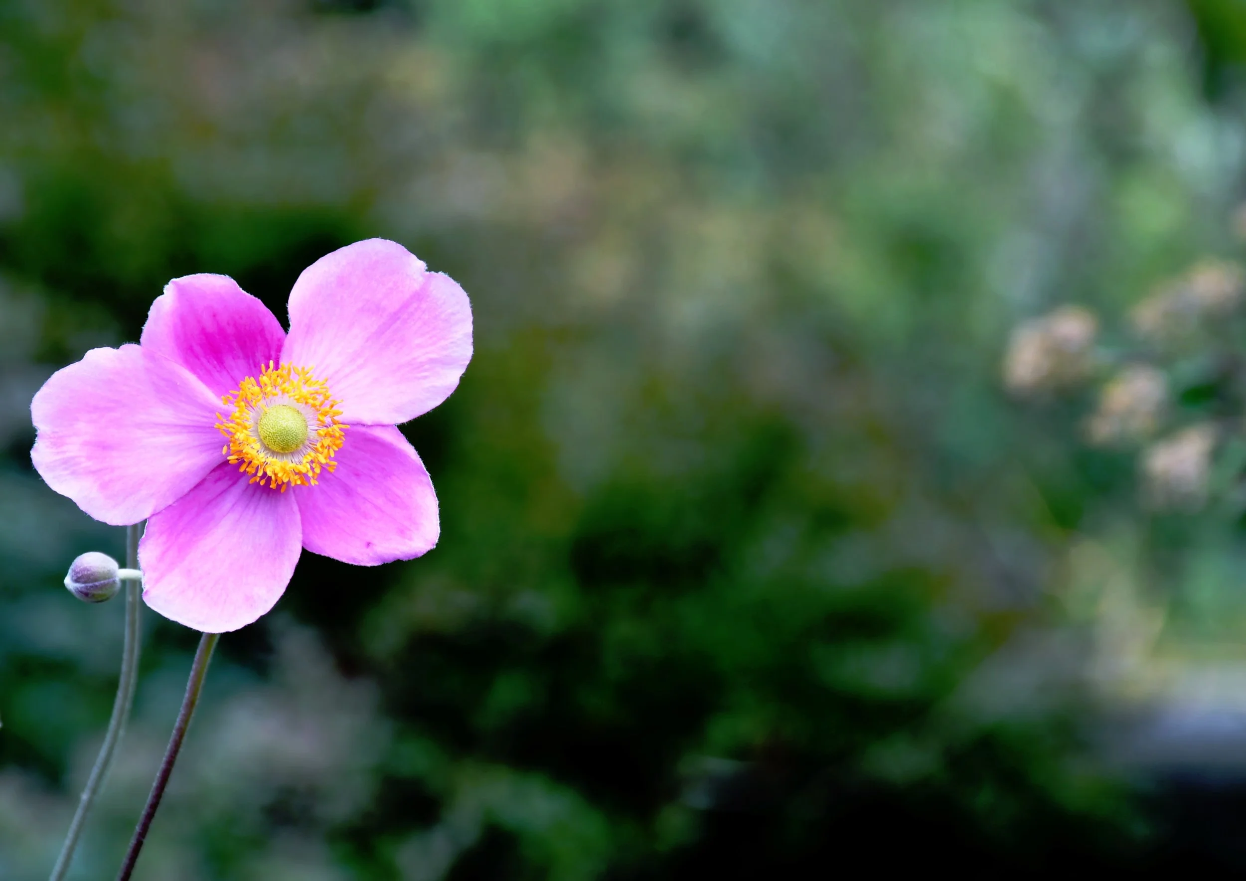 IMG_5095.JPG