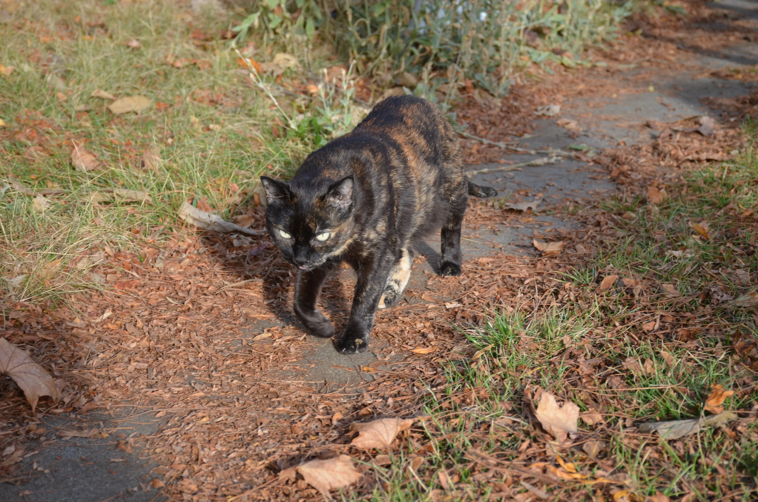 DSC_0578.JPG