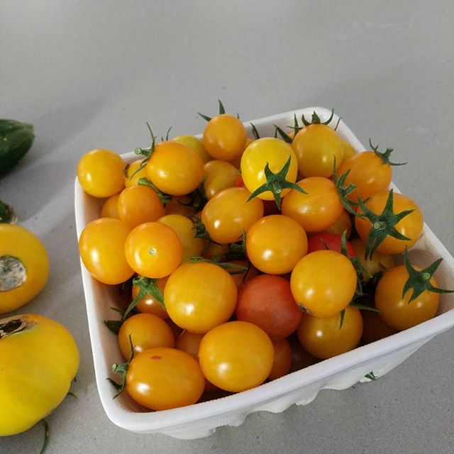 It is a good tomato/bad tomato kind of day. Harvested a heaping quart of yellow cherry tomatoes, but blossom end rot is breaking my heart!