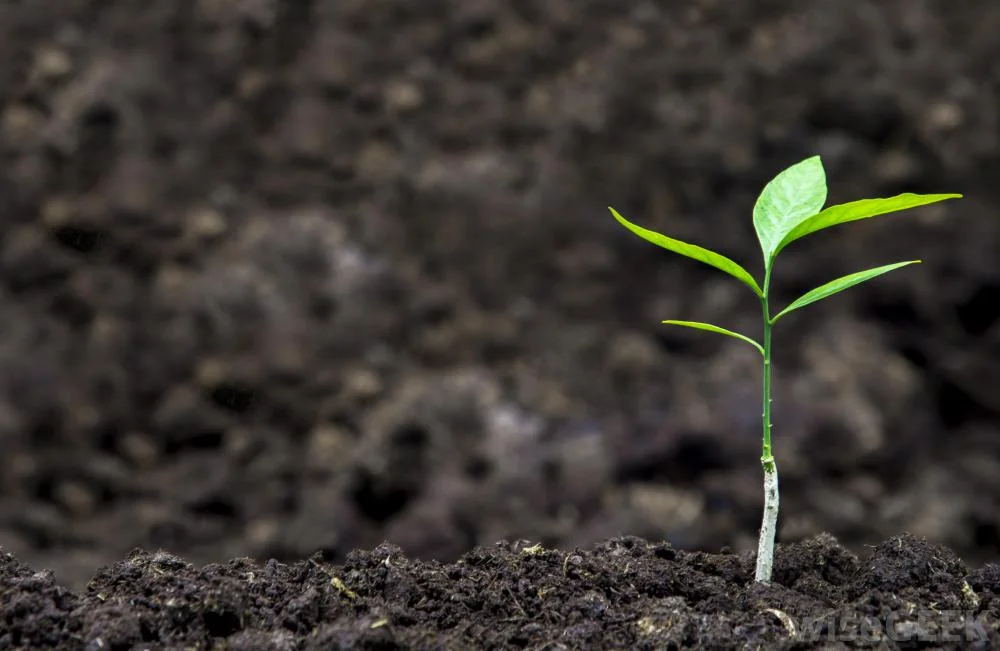 SOIL SCIENCE LUNCH + LEARN