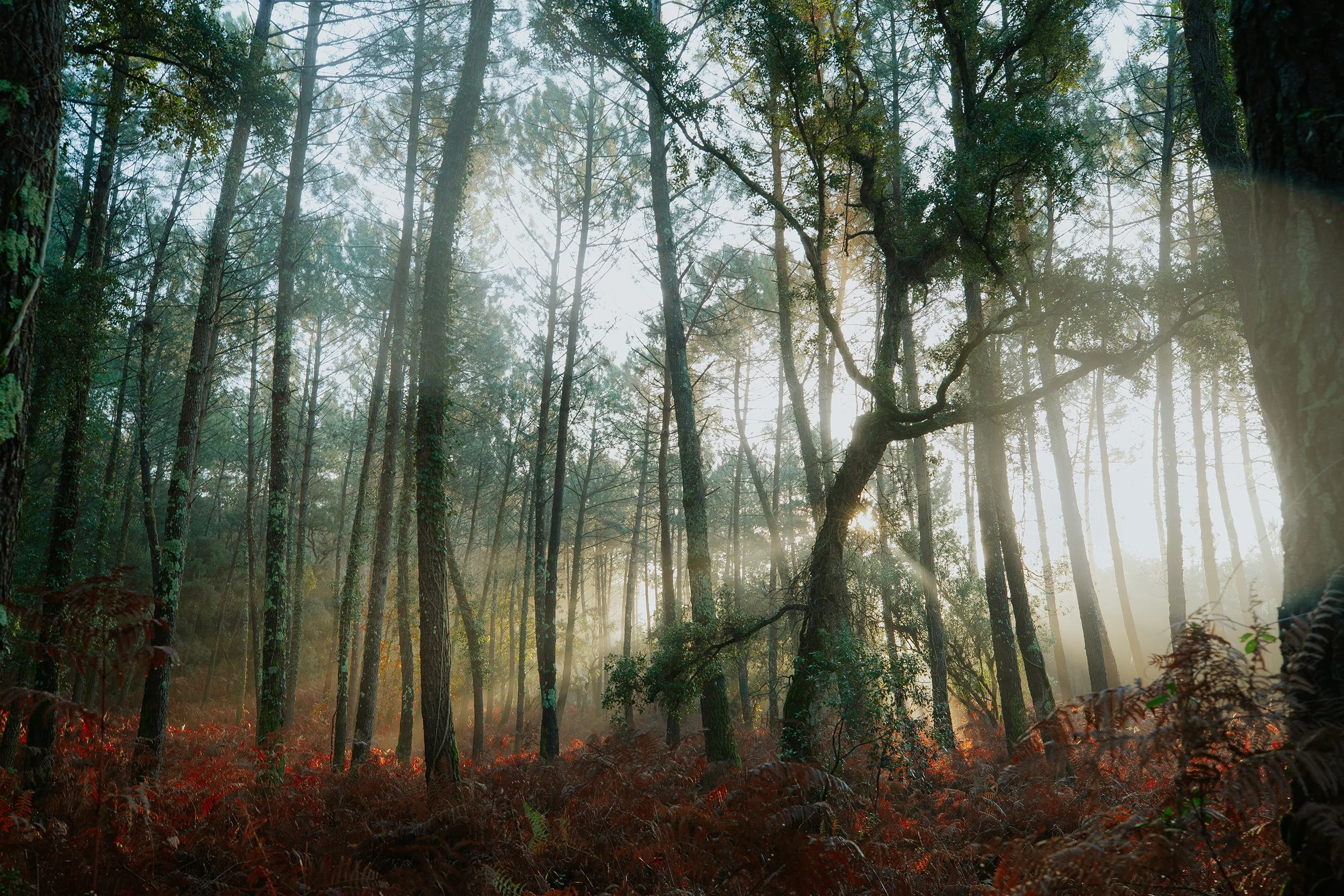 Forest green-0199 copy.jpg