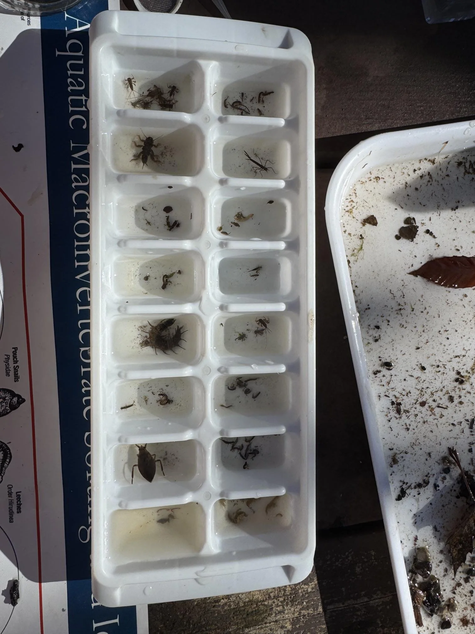 Ice cube tray of macros.jpg