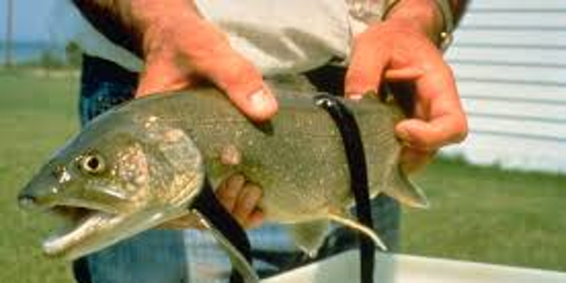 Aquatic Invasive Animal Training
