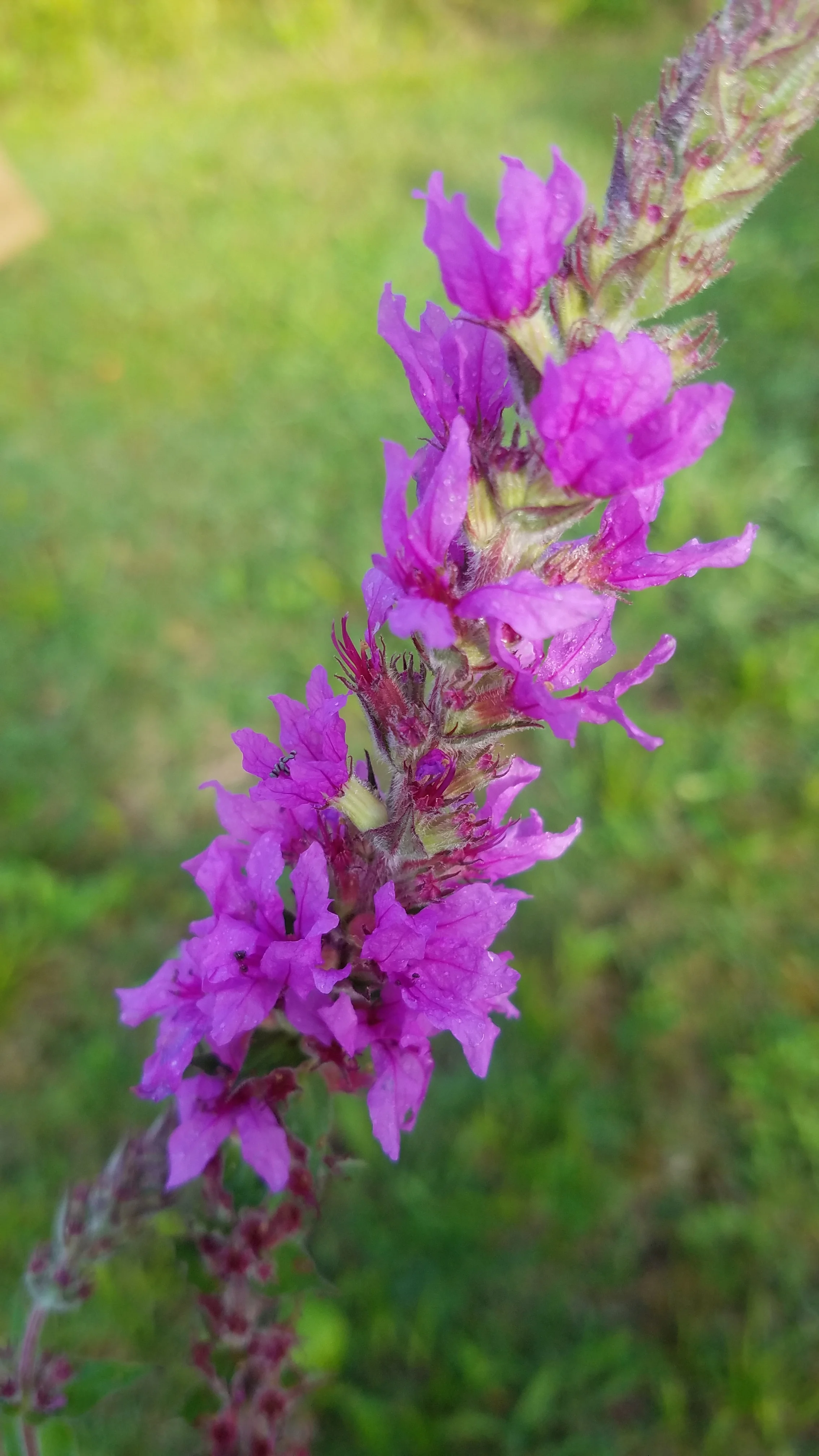 Purple Loosestrife Workday at Pierce Cedar Creek Institute