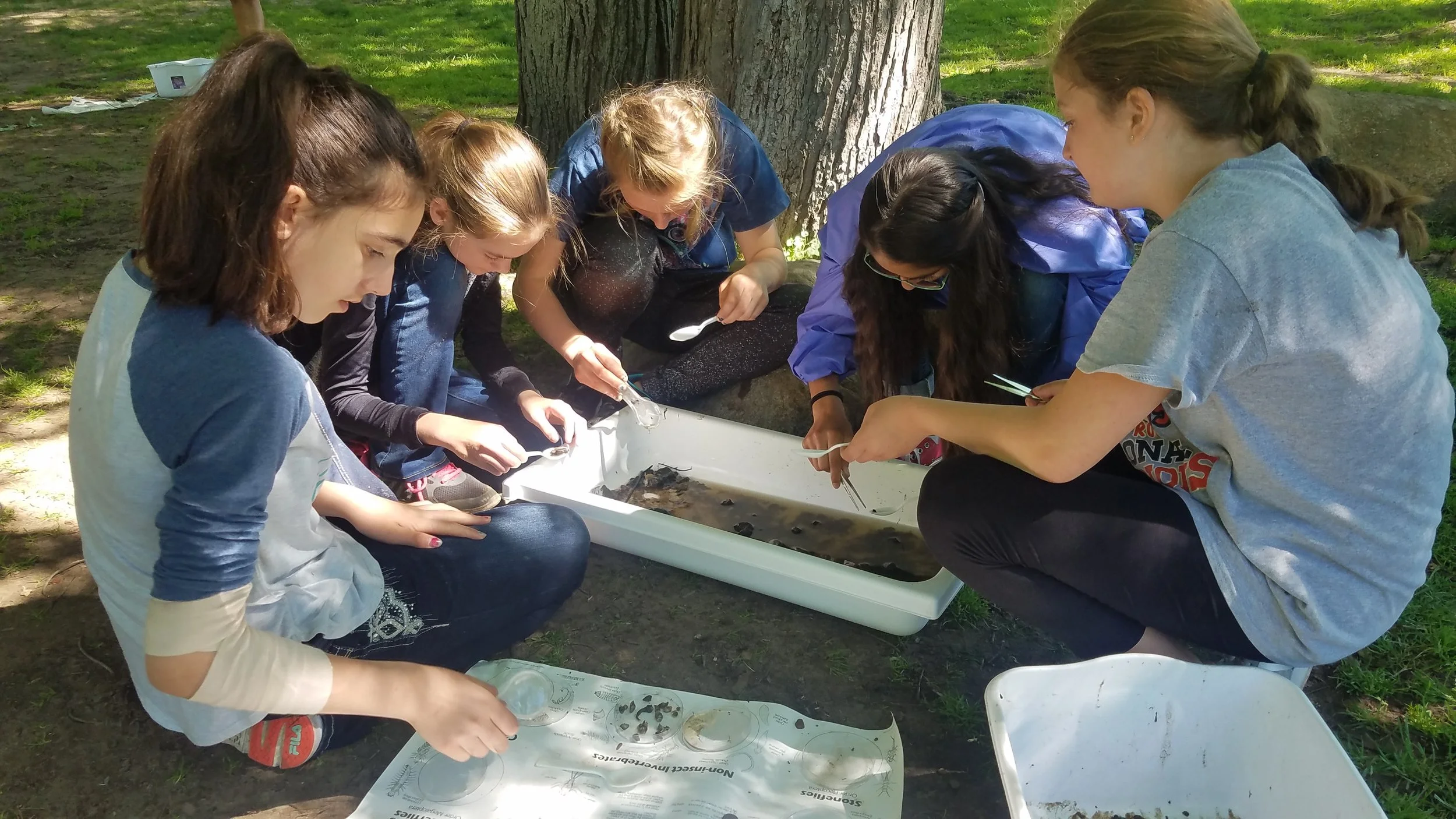 Stream Insect Monitoring