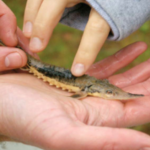 Sturgeon-Fry-150x150.png