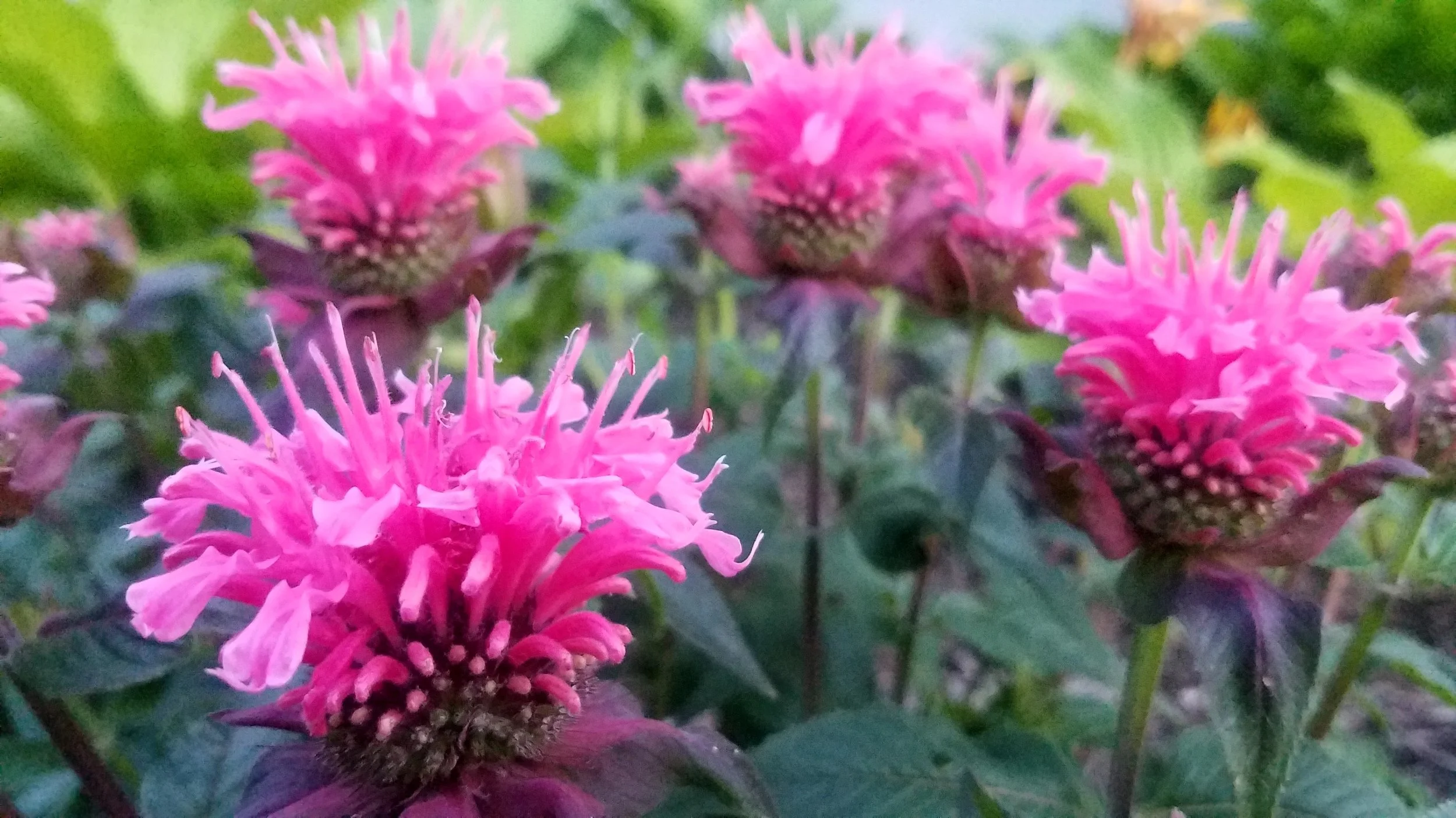Kent Conservation District Native Plant Sale and Landscaping Class