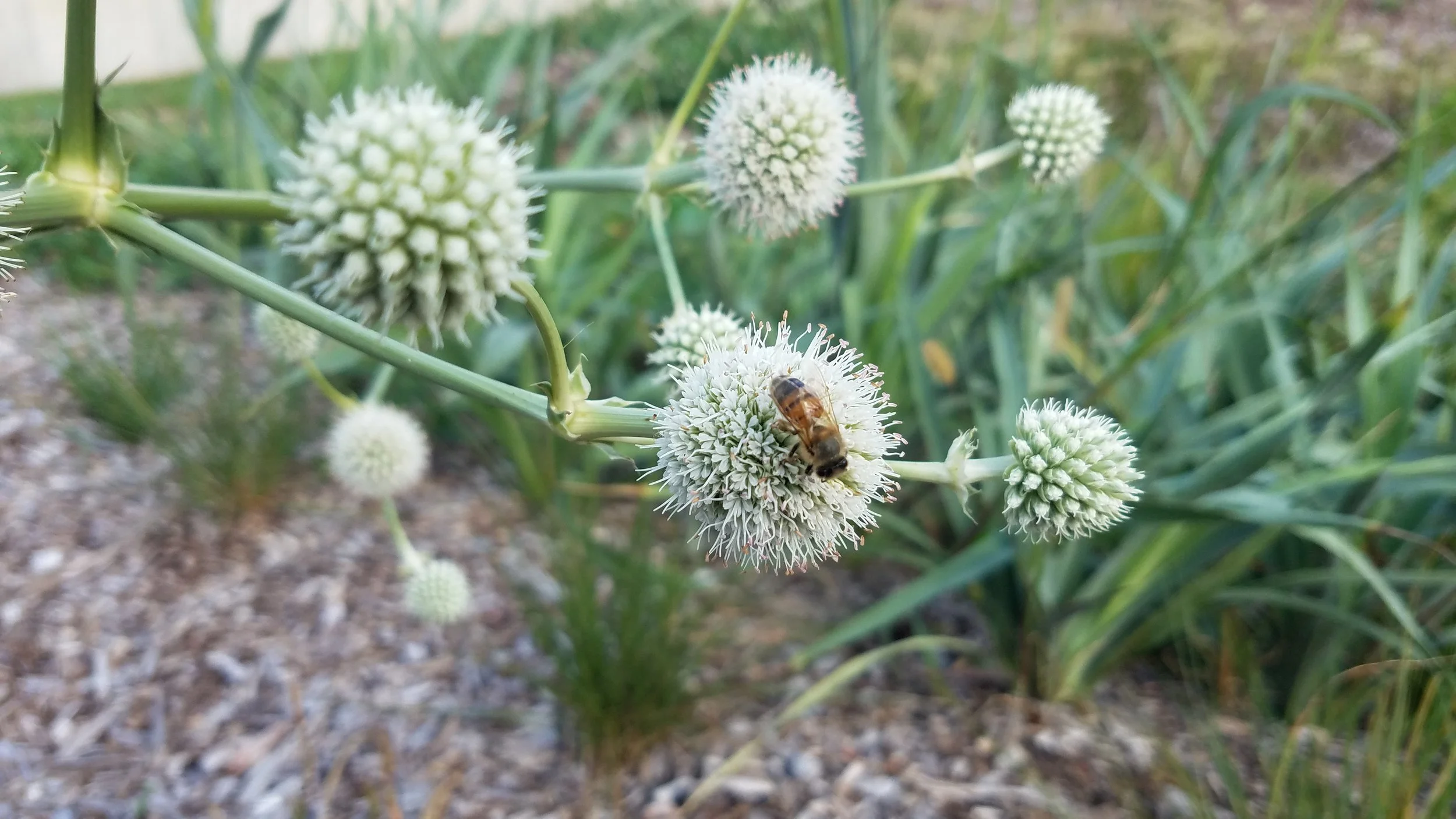 Rattlesnake Master, Eryngium yuccifolium