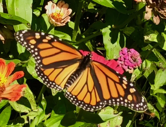 MSU Extension 2019 Smart Gardening - Lawns Workshop